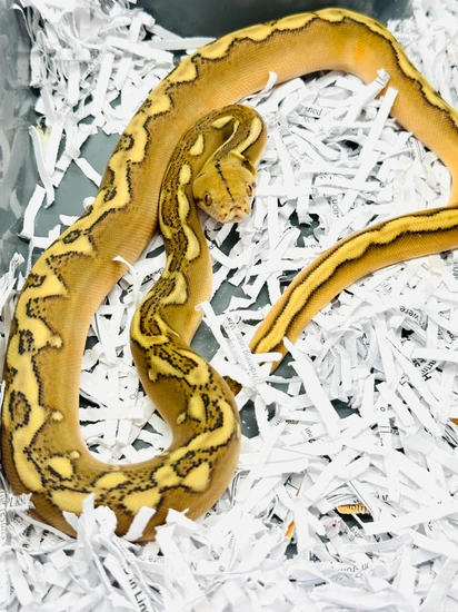 Phantom Sunfire Het Mocha / Albino Reticulated Python by JC Reptiles