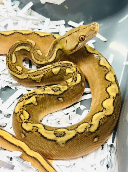 Phantom Sunfire Het Mocha / Purple Albino Reticulated Python by JC Reptiles