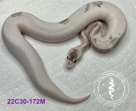 Pastel Gray Matter Ball Python by John Chausmer Reptiles
