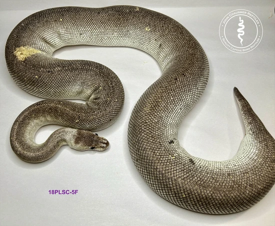 Pastel Lesser Super Cinnamon Ball Python by John Chausmer Reptiles
