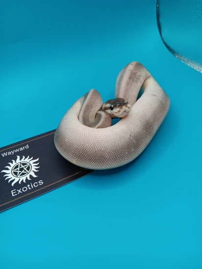 Silver Bullet Python Silver Bullet Plus Ball Python by Wayward Exotics & Mythic Rodentry