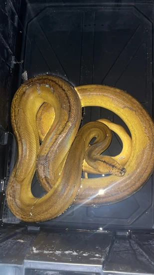 Goldenchild Sun Tiger Het Albino Reticulated Python by Modified reptiles