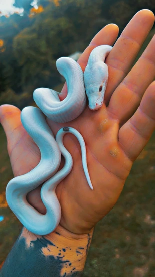 Phantom Pied Het Albino Poss Motley Reticulated Python by Modified reptiles