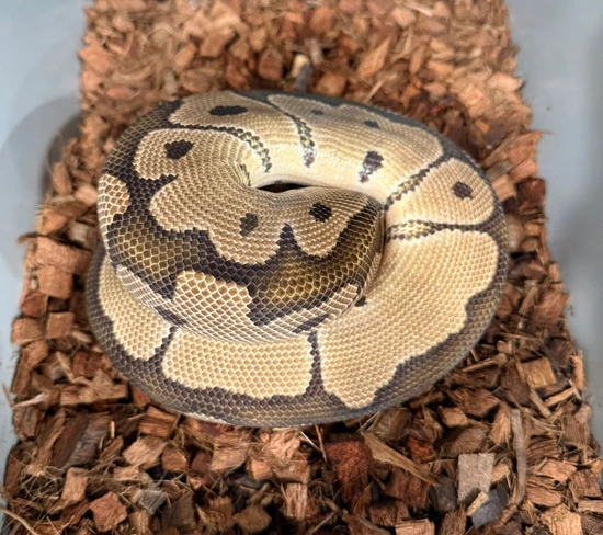 2020 Clown Double Het SK Axanthic Desert Ghost Ball Python by JD ...