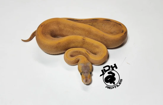 Blackhead Ivory Ball Python Blackhead Ivory Pastel Ball Python by JDH Reptiles