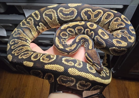 Hayabusa Yellowbelly Ball Python by JDH Reptiles