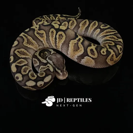Pastel Mocha Ball Python Pastel GHI Mocha Ball Python by JD | Reptiles Next-Gen
