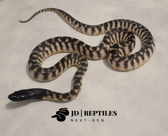 Blackheaded Python Black-Headed Python by JD | Reptiles Next-Gen