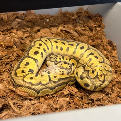Firefly Clown Het Dg Ball Python - male for sale from Genetic gems