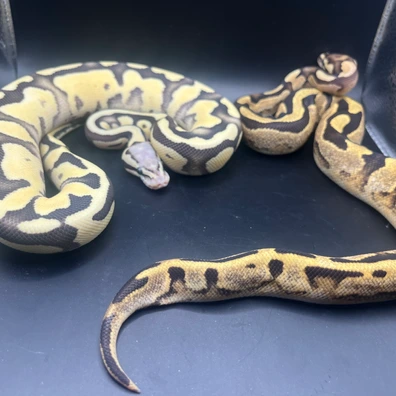 Female Superfly Het Dg Piedpos Yb And Male Calico Fire Het Dg Pied Ball Python - female for sale from Genetic gems