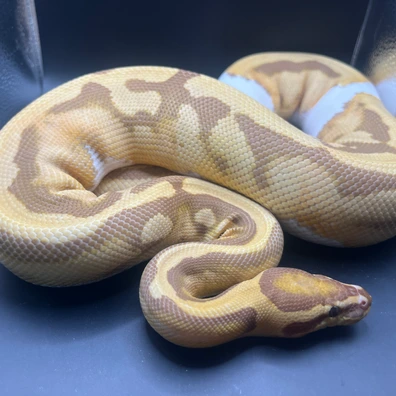 (Leopard) Ultramel Pied Ball Python - female for sale from Genetic gems