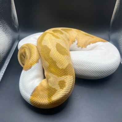 Ultramel Pied 1100g Ball Python - female for sale from Genetic gems
