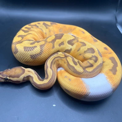 Scrambler Ultramel Pied (Pos OD Super Scrambler) Ball Python - male for sale from Genetic gems