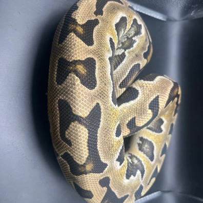 Puzzle Ball Python - female for sale from Genetic gems