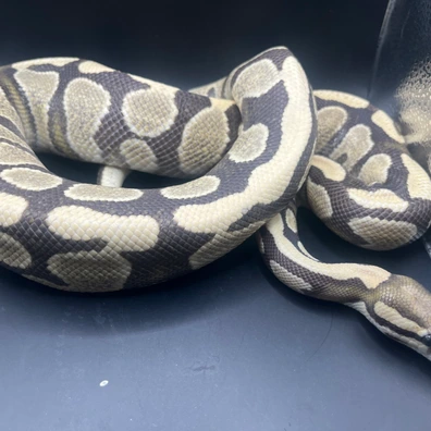 YB DG Het Pied Poss Caramel Cryptic Ball Python - male for sale from Genetic gems