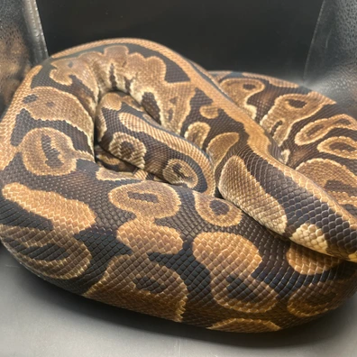 Dbl Het DG Pied PROVEN BREEDER Ball Python - female for sale from Genetic gems