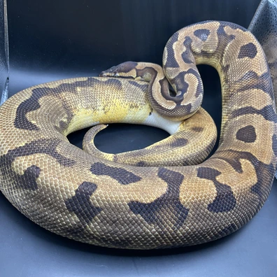 Enchi Pied Het Dg Ball Python - female for sale from Genetic gems