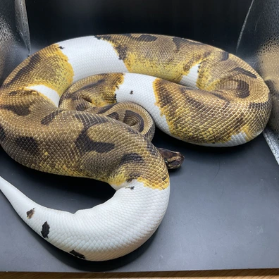 Enchi Pied Het Dg Ball Python - female for sale from Genetic gems