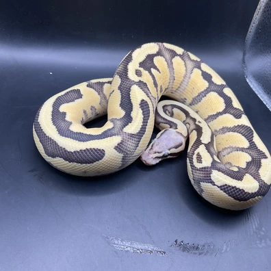 Superfly Het Dg Pied Pos Od Ball Python - female for sale from Genetic gems
