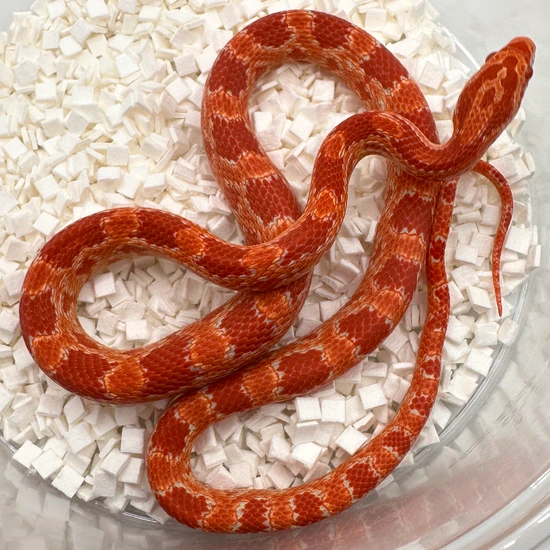 Hamleys Snake Amel CHERRY 66% Het Sunrise 50% Het Motley Corn Snake by Cascade Corns LLC