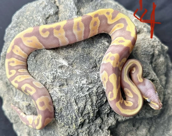 Scaleless Head Banana Mojave Ball Python by Kiss Konstrictors