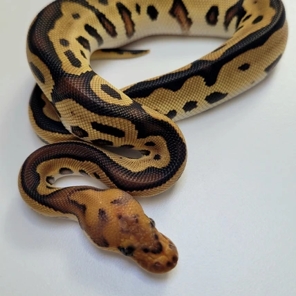 邦楽 Mardelas/Snake to Revive + morphose Snake to Metamorphose』digest/Mardelas | 王様ロック｜キング