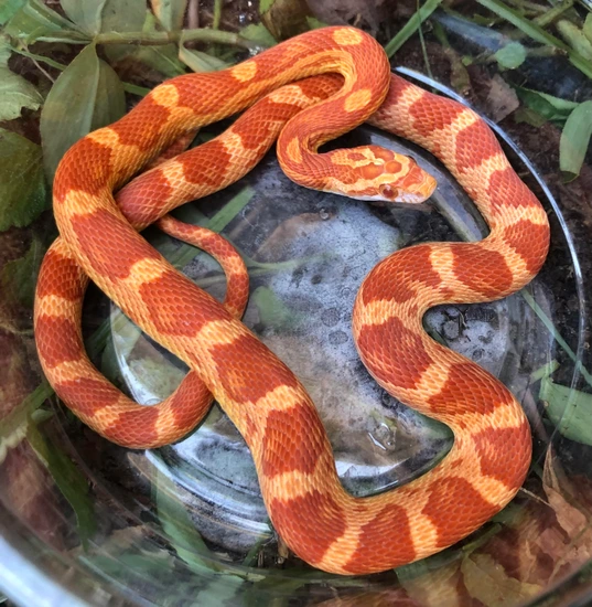Hybino (Visual Both Hypo And Amel) Sunglow Yearling Female Corn