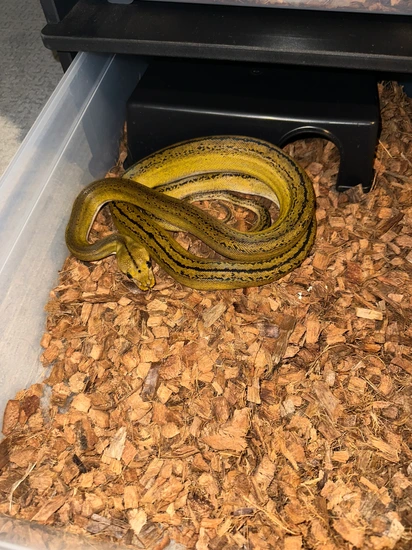 Platinum Goldenchild Tiger Poss Het Albino Reticulated Python by Salty ...