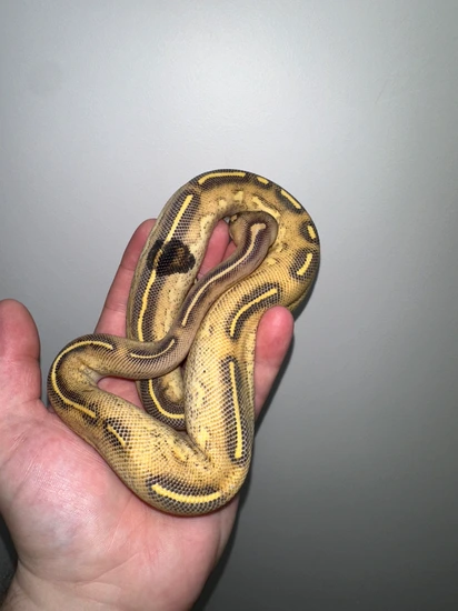 Highway Fire Phantom Het Pied ( Paradox ) Ball Python by Salty City ...