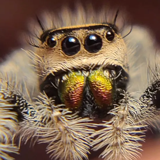 Chels Reeder REGIUS Regal Girl Yellow Chels Other Spider by Jumping Spiders California