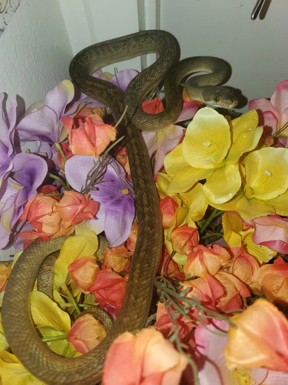 Highland Scrub Scrub Python by Elleman Family Reptiles