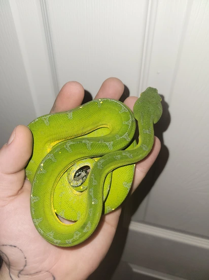 Sorong Green Tree Python by Elleman Family Reptiles
