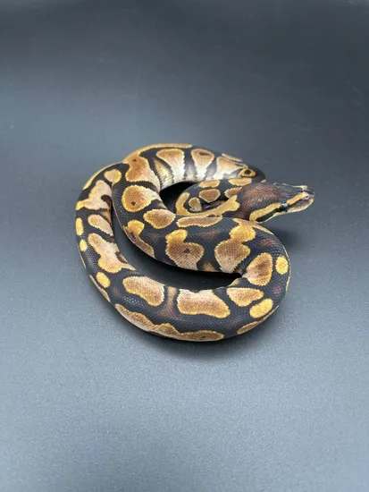 Sugar Het Daddy Ball Python by The Python Factory