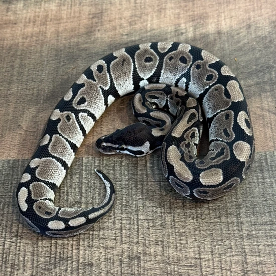 Black Axanthic 66% Het Hypo 50% Het Pied Ball Python by Serpent House