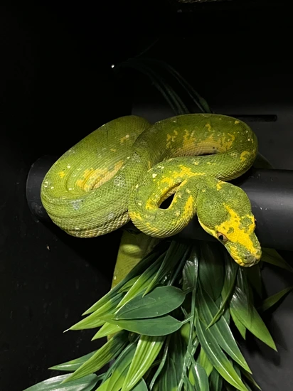 2 Year Old Pair Slow Green Tree Python by Legs”R”Us