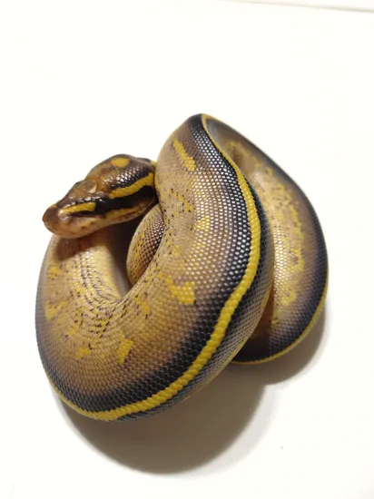 Python Cinnamon Freeway Freeway Ball Python by Longley Exotics