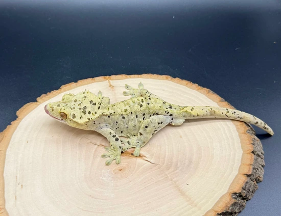 ⭐️NO RESERVE⭐️ Proven Super Dalmatian Crested Gecko by Burning Bush ...
