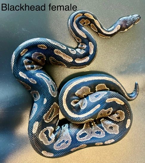 Blackhead Huffman Ball Python Blackhead Ball Python by Medusa's Garden