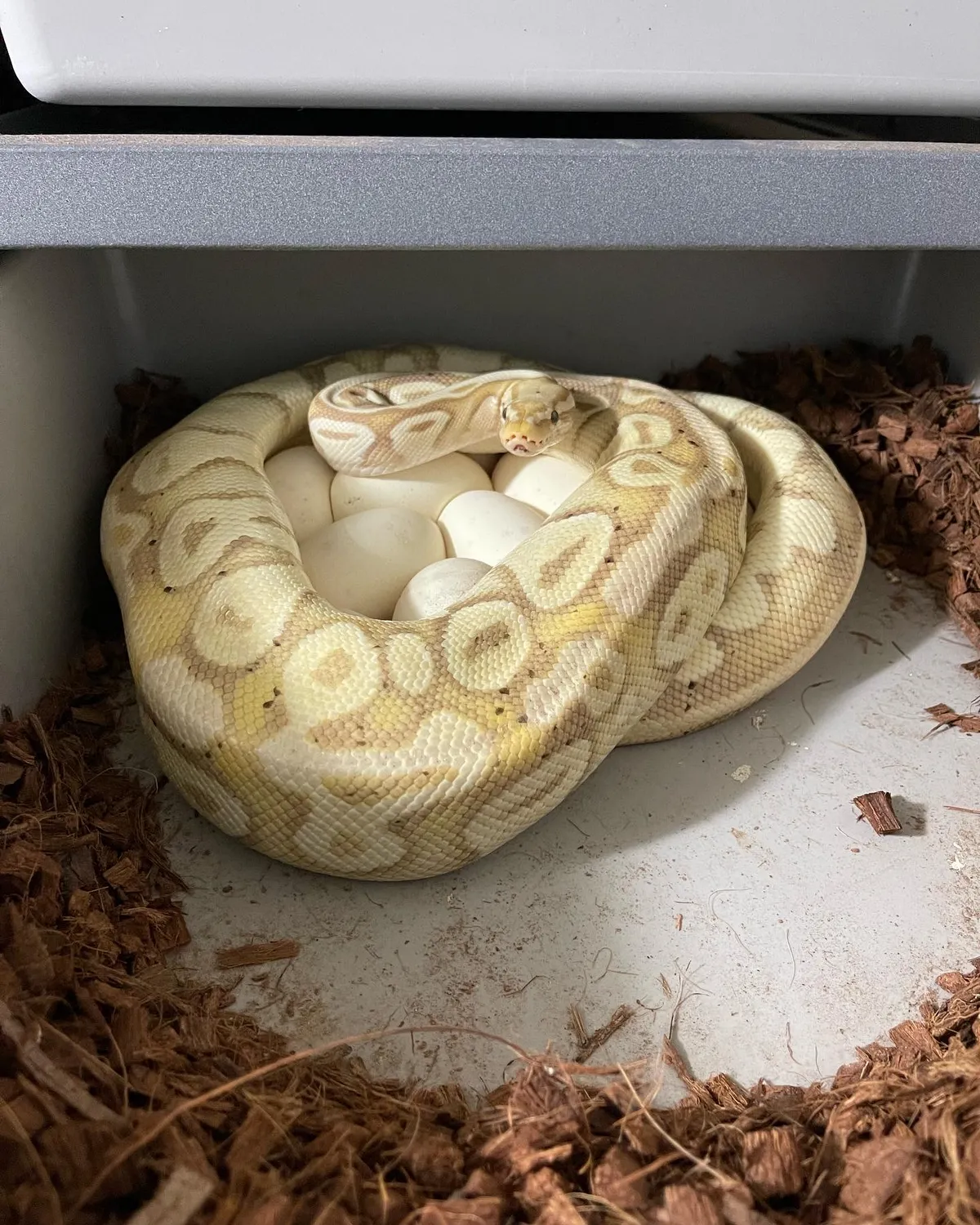 Ball Python Borrow Ball Python Clutch: 822 by The Python Burrow LLC - MorphMarket