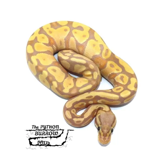 Ball Python Borrow Coral Glow Poss GeneX Pastel Het Pied Ball Python by The Python Burrow LLC