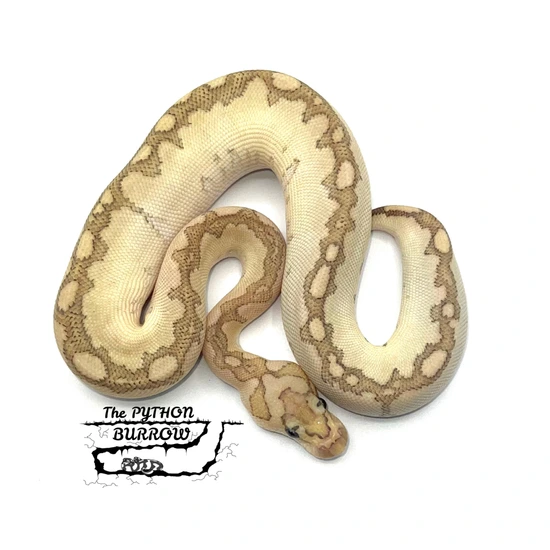 Ball Python Borrow Bamboo Clown Ball Python by The Python Burrow LLC