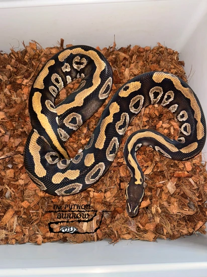 Ball Python Borrow Phantom Het Clown ⚡️PROVEN BREEDER⚡️ Ball Python by The Python Burrow LLC