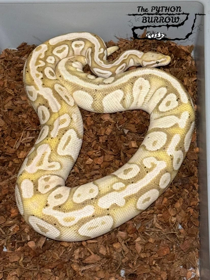 Ball Python Borrow Coral Glow Pos GeneX Pastel Het Pied 🥚PROVEN BREEDER🥚 Ball Python by ...