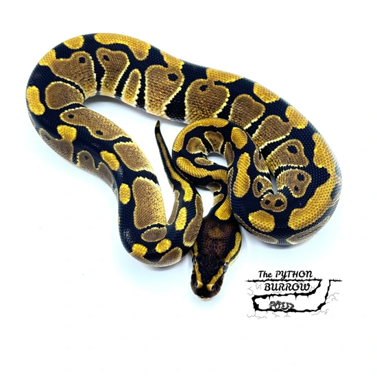 Ball Python Borrow Het Clown 50% Het DG Ball Python by The Python Burrow LLC