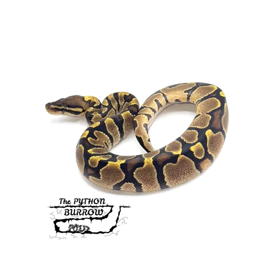 Ball Python Borrow Zebra Ball Python by The Python Burrow LLC
