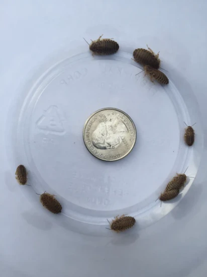10,000 Large Dubia’s Plus More Cockroach by JFK Dragons