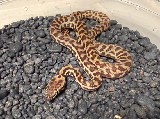 Wheatbelt Stimson’s Python Stimson's Python by Australian Addiction ...