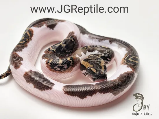 Pied 50% Het Wei Caramel Burmese Python by Jay Gonzalez Reptiles