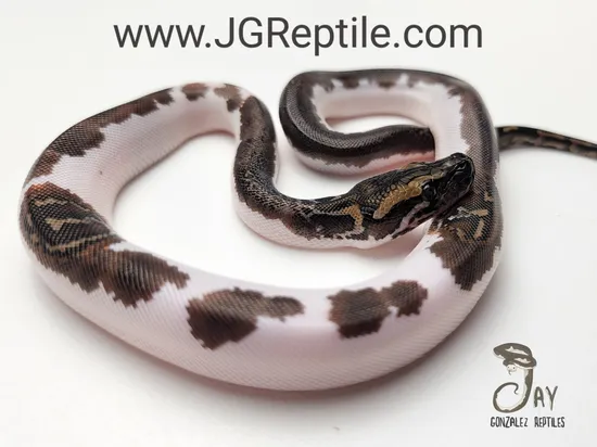Pied 50% Het Wei Caramel Burmese Python by Jay Gonzalez Reptiles