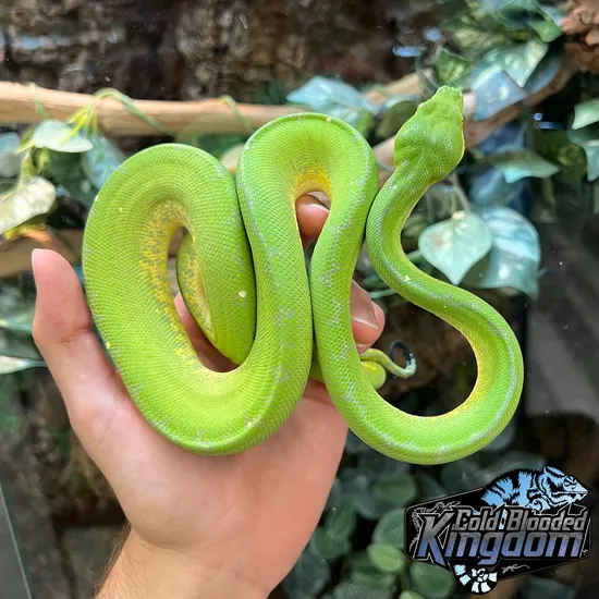 Designer Green Tree Python by Cold Blooded Shop